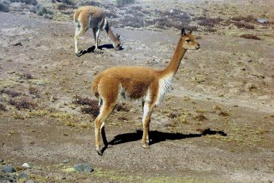 Colca Full Day Group Tour Colca Full Day Group Tour