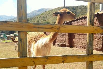 Carriage to Sanctuary. Live a great experience  Carriage to Sanctuary. Live a great experience