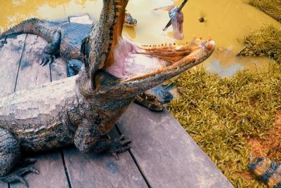 Wonderfull fauna in Iquitos (Low Cost tour)  Wonderfull fauna in Iquitos (Low Cost tour)