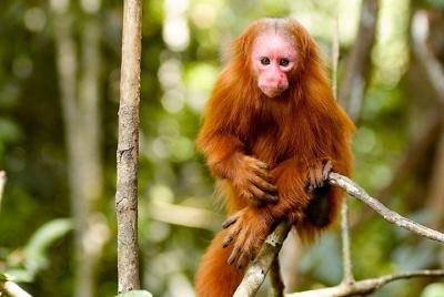 5 Day All Inclusive Private Guided Pacaya Samiria National Reserv