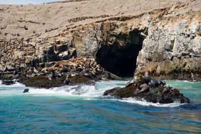 Lima: Palomino Islands, swim with sea lions in the Pacific Ocean Lima: Palomino Islands, swim with sea lions in the Pacific Ocean