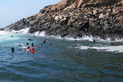 From Lima: Palomino Islands Cruise & Swimming with Sea Lions with From Lima: Palomino Islands Cruise & Swimming with Sea Lions with
