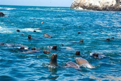 Swimming With Sea Lions At Palomino Island Swimming With Sea Lions At Palomino Island