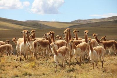 Half-Day Pampa Galeras Reserve Tour from Nazca