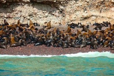 2-Hour Ballestas Islands Tour 2-Hour Ballestas Islands Tour
