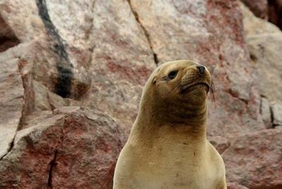 Ballestas Islands Group Tour from Paracas  Ballestas Islands Group Tour from Paracas