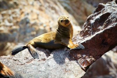 Ballestas Islands Excursion Ballestas Islands Excursion