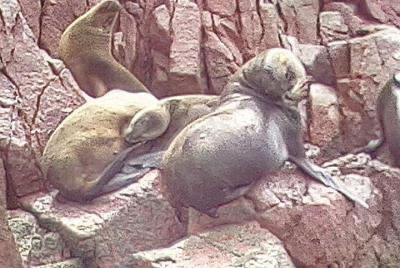 Full Day Paracas Full Day Paracas