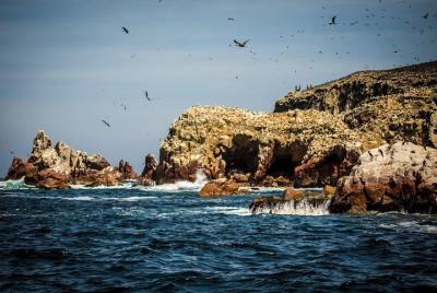 Private Tour to Paracas National Reserve Private Tour to Paracas National Reserve
