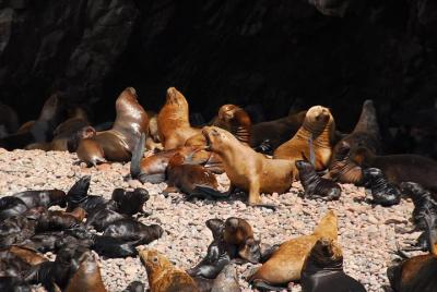 Ballestas Islands Private Group Tour Ballestas Islands Private Group Tour