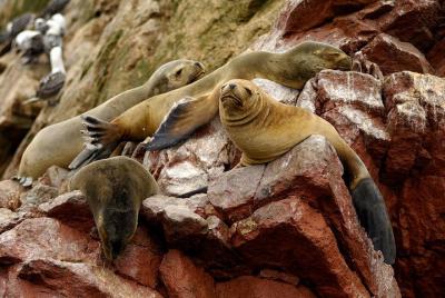 Ballestas Islands for Cruise Ship Passenger Paracas Harbour  Ballestas Islands for Cruise Ship Passenger Paracas Harbour