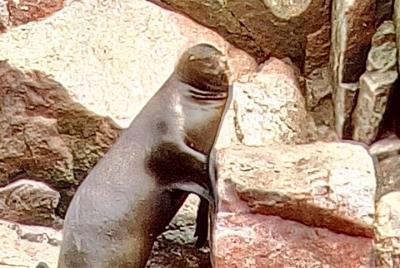 Excursion for groups to the Ballestas Islands from the port of S  Excursion for groups to the Ballestas Islands from the port of S