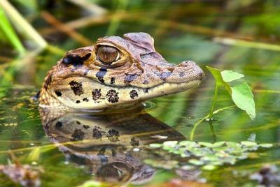 Tambopata and Sandoval Lake 3 days and 2 nights