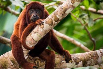 Deluxe Sandoval lake and overlook tower