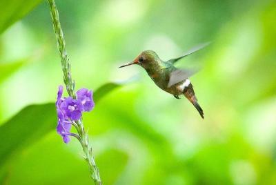 The Best of Tarapoto 4 days and 3 nights The Best of Tarapoto 4 days and 3 nights