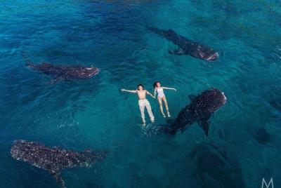 Whale Shark Watching and Sumilon Sandbar Private Tour Package Whale Shark Watching and Sumilon Sandbar Private Tour Package