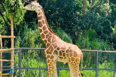 Cebu Safari Journeys  Cebu Safari Journeys