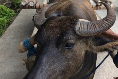 Cebu Simala, weaving & local experience  Cebu Simala, weaving & local experience