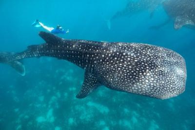 Whale Shark Encounter and Tumalog Waterfalls Tour Whale Shark Encounter and Tumalog Waterfalls Tour