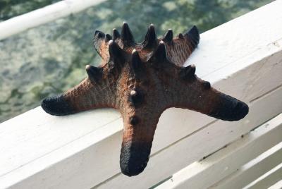 Island Hopping | Bantayan Island - Virgin Island - Funtastic Island Island Hopping | Bantayan Island - Virgin Island - Funtastic Island