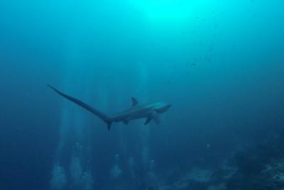 Get EANx Diver Certification in 4 Hours Get EANx Diver Certification in 4 Hours