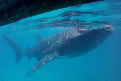 Small-Group Whale Shark Watching Trip in Oslob from Cebu Small-Group Whale Shark Watching Trip in Oslob from Cebu