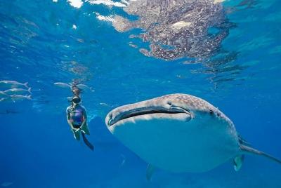 Oslob Whaleshark & Kawasan Falls Tour Oslob Whaleshark & Kawasan Falls Tour