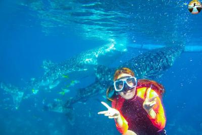 Oslob Whale Shark Snorkeling and Badian Canyoneering Adventure Oslob Whale Shark Snorkeling and Badian Canyoneering Adventure