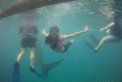 Cebu Oslob Whale Sharks and Sumilon Island Kawasan Falls Canyoneering Cebu Oslob Whale Sharks and Sumilon Island Kawasan Falls Canyoneering