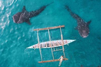 Whale Shark & Tumalog Falls & Sumilon Sandbar & Pescador Island with Sardines Whale Shark & Tumalog Falls & Sumilon Sandbar & Pescador Island with Sardines