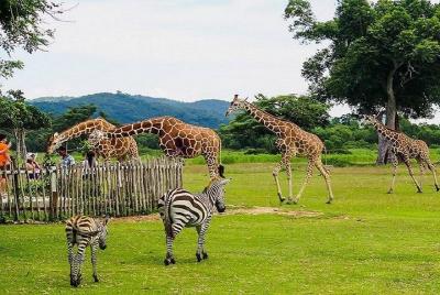 Coron Busuanga Calauit Safari Tour With Black Island (Private) Coron Busuanga Calauit Safari Tour With Black Island (Private)