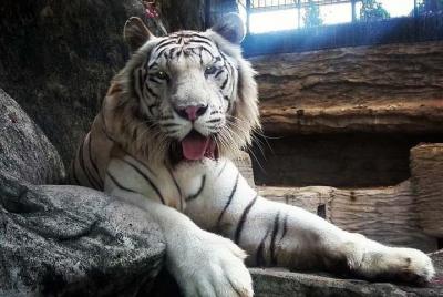 Private Manila Family Day Adventure: A Day at the Zoo