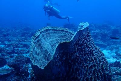 Boracay Discover Scuba Diving