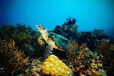 Boracay 5 Fun Dive Package including all equipment