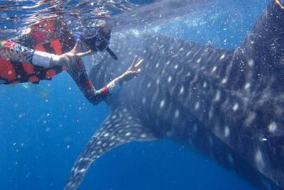 Cebu Whaleshark Journeys  Cebu Whaleshark Journeys