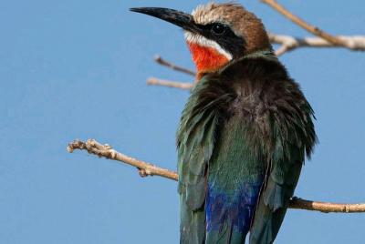 Victoria Falls Birding Safari Victoria Falls Birding Safari
