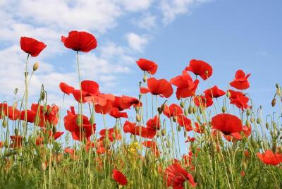 Tuscany in One Day Sightseeing Tour from Florence Tuscany in One Day Sightseeing Tour from Florence