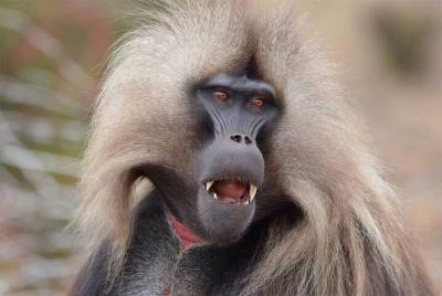 Day Trip From Addis Ababa See Historical Monastery,Stunning Natur