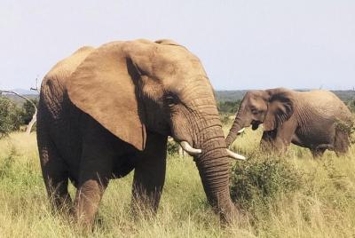 Economic 1-Day Kruger Safari from Maputo Economic 1-Day Kruger Safari from Maputo