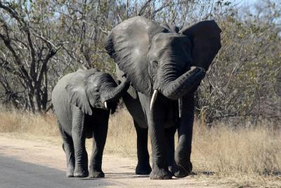 Kruger National Park - 1 Day (Open Vehicle) Kruger National Park - 1 Day (Open Vehicle)