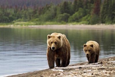 Bear Watching in Transylvania 2-Day Tour Bear Watching in Transylvania 2-Day Tour