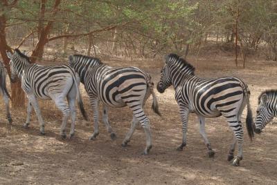 Half-Day Somone Lagoon and Bandia Park Safari from Dakar Half-Day Somone Lagoon and Bandia Park Safari from Dakar