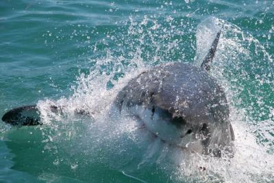 Shark Cage Diving and Viewing from Cape Town Shark Cage Diving and Viewing from Cape Town