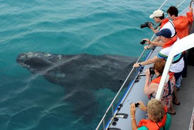 Marine Big 5 Safari from Cape Town Marine Big 5 Safari from Cape Town