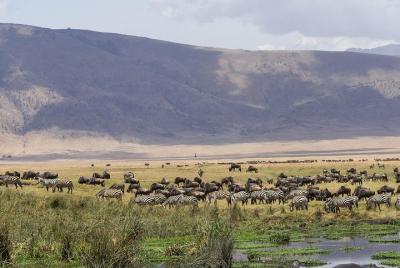 Ngorongoro Crater Day Trip Ngorongoro Crater Day Trip