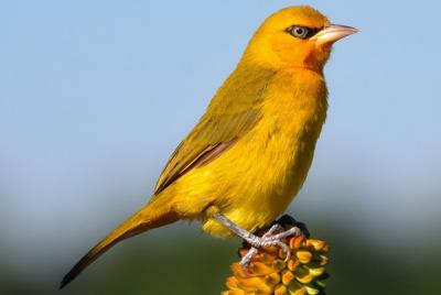 Bird Watching Tour to Tegetero Forest 2days 1 night