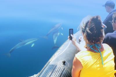 Dolphin Watching and Cave Tour near Albufeira
