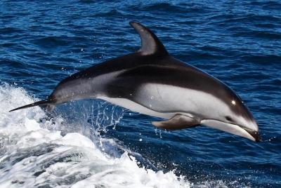 Dolphin Watching + 4 Islands Tour - From Faro Dolphin Watching + 4 Islands Tour - From Faro