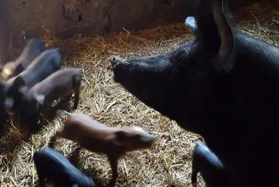 Monchique Hills & Flavors