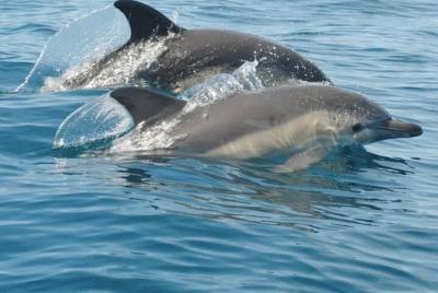 2 Hour Dolphin Observation on a Speed Boat 2 Hour Dolphin Observation on a Speed Boat